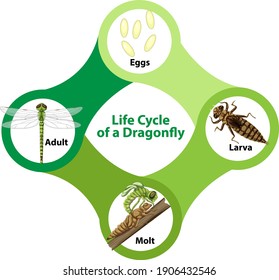 Diagram Showing Life Cycle Dragonfly Illustration Stock Vector (Royalty ...