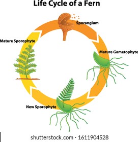 515 Fern life cycle Images, Stock Photos & Vectors | Shutterstock