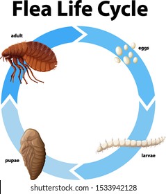 Diagram showing life cycle of flea illustration