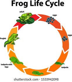 Diagram Showing Life Cycle Frog Illustration Stock Vector (Royalty Free ...