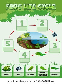 Diagram showing life cycle of Frog illustration
