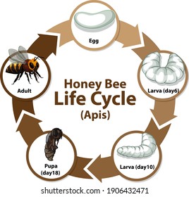 Diagram showing life cycle of Honey Bee (Apis) illustration