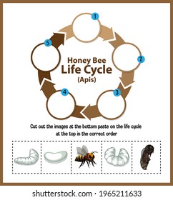 Diagram showing life cycle of Honey Bee (Apis) illustration