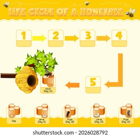 Diagram showing life cycle of Honey Bee illustration