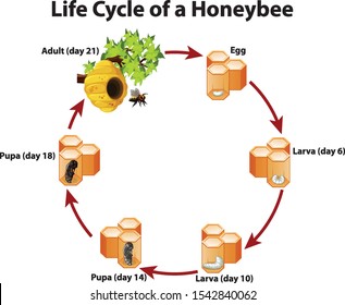 Diagram showing life cycle of honeybee illustration