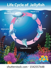 Diagram showing life cycle of jellyfish illustration