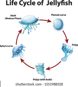 Diagram showing life cycle of jellyfish illustration