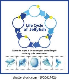 Diagram showing life cycle of Jellyfish illustration