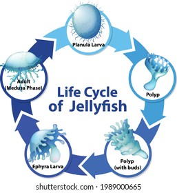 Diagram Showing Life Cycle Jellyfish Illustration Stock Vector (Royalty ...