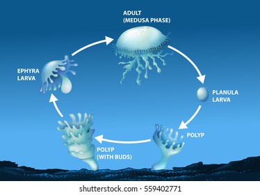 Diagram showing life cycle of jellyfish illustration