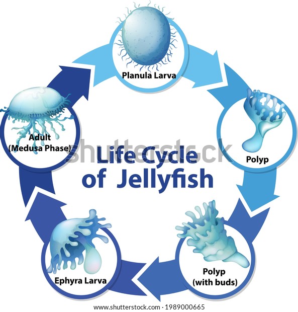 Diagram Showing Life Cycle Jellyfish Illustration Stock Vector (Royalty ...