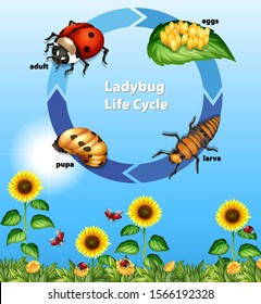 Diagram showing life cycle of ladybug illustration