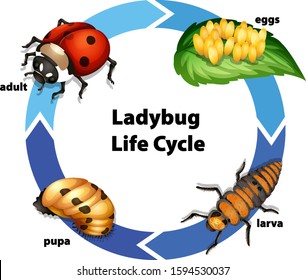 Diagram showing life cycle of ladybug illustration