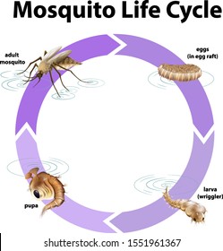 Diagram showing life cycle of mosquito illustration