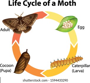 Diagram showing life cycle of moth illustration