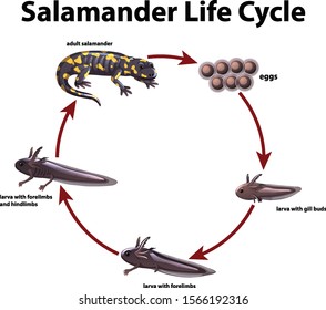 128 Salamander eggs Images, Stock Photos & Vectors | Shutterstock