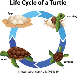 Diagram showing life cycle of sea turtle illustration