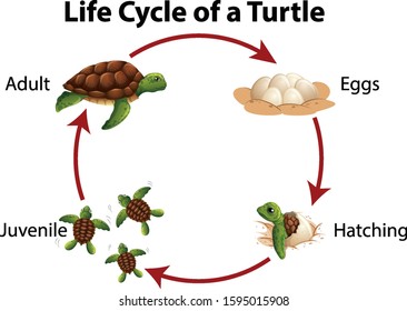 Diagram showing life cycle of sea turtle illustration