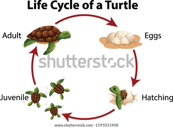 Diagram Showing Life Cycle Sea Turtle Stock Vector (Royalty Free ...