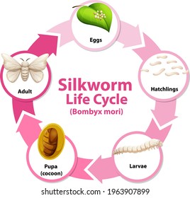 Diagram showing life cycle of Silkworm illustration