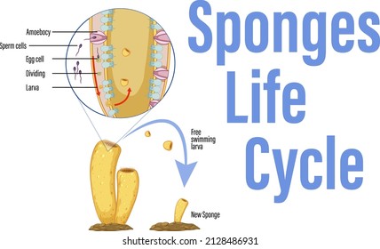 Diagram showing life cycle in sponges illustration