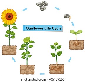 Diagram showing life cycle of sunflower illustration