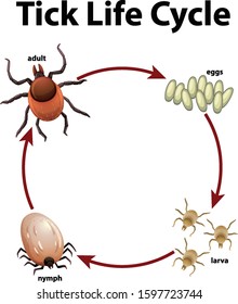 Diagram showing life cycle of tick illustration