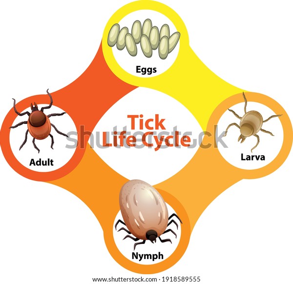 Diagram Showing Life Cycle Tick Illustration Stock Vector Royalty Free 1918589555 6675