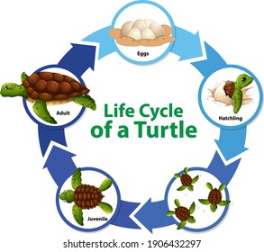 Diagram showing life cycle of Turtle illustration