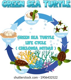 Diagram Showing Life Cycle Turtle Illustration Stock Vector (Royalty ...