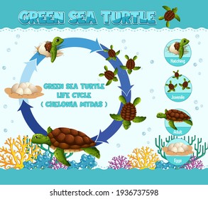 Diagram showing life cycle of Turtle illustration