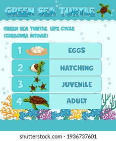 Diagram showing life cycle of Turtle illustration