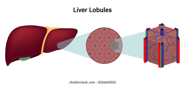 Diagram Showing Liver Lobe Hexagonal Shape Of The Liver. Digestive Organ. Medical Education.