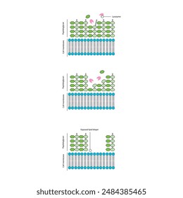 Diagram showing lysozyme action on bacterial cell wall - peptidoglycan breakdown and lipid bilayer exposure. Simple schematic illustration. skeletal structure diagram.