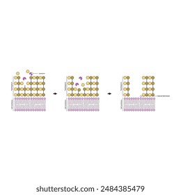 Diagram showing lysozyme action on bacterial cell wall - peptidoglycan breakdown and lipid bilayer exposure. Simple schematic illustration. skeletal structure diagram.