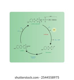 Diagram showing mechanism of action of Luciferin via Luciferase - causing Bioluminescence. Simple biochemical reaction scientific illustration.