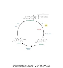 Diagram showing mechanism of action of Luciferin via Luciferase - causing Bioluminescence. Simple biochemical reaction scientific illustration.