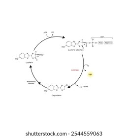 Diagram showing mechanism of action of Luciferin via Luciferase - causing Bioluminescence. Simple biochemical reaction scientific illustration.