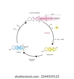 Diagram showing mechanism of action of Luciferin via Luciferase - causing Bioluminescence. Simple biochemical reaction scientific illustration.