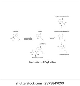 Diagrama que muestra el metabolismo de las vías metabólicas de Psilocybin a través de fosfatasa alcalina, esterasas, MAO, UGT y más. Biotransformación.Ilustración científica sobre fondo blanco.