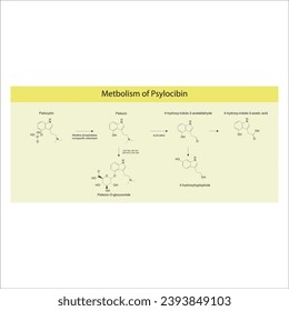 Diagrama que muestra el metabolismo de las vías metabólicas de Psilocybin a través de fosfatasa alcalina, esterasas, MAO, UGT y más. Biotransformación.Ilustración científica sobre fondo amarillo.