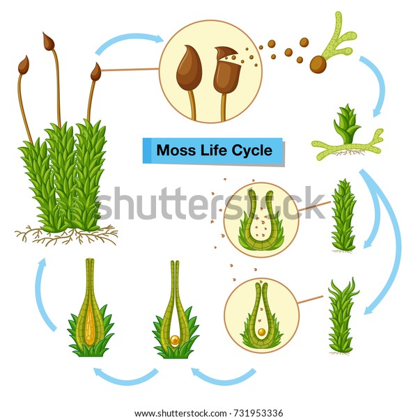 Diagram Showing Moss Life Cycle Illustration Stock Vector (Royalty Free ...