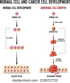 Diagram Showing Normal Cancer Cell Development Stock Vector (Royalty ...