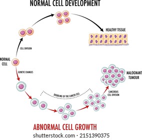 Diagram showing normal cell development illustration