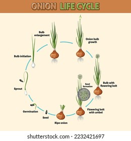 Diagram showing onion life cycle illustration