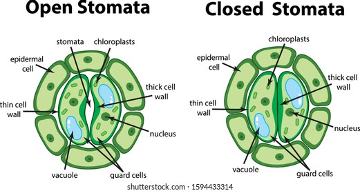 Diagram showing open and closed stomata on the chart illustration