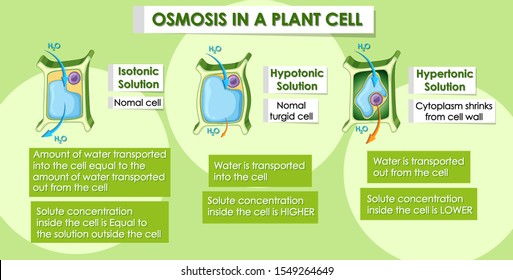 Diagram Showing Osmosis Plant Cell Illustration Stock Vector Royalty Free 1549264649