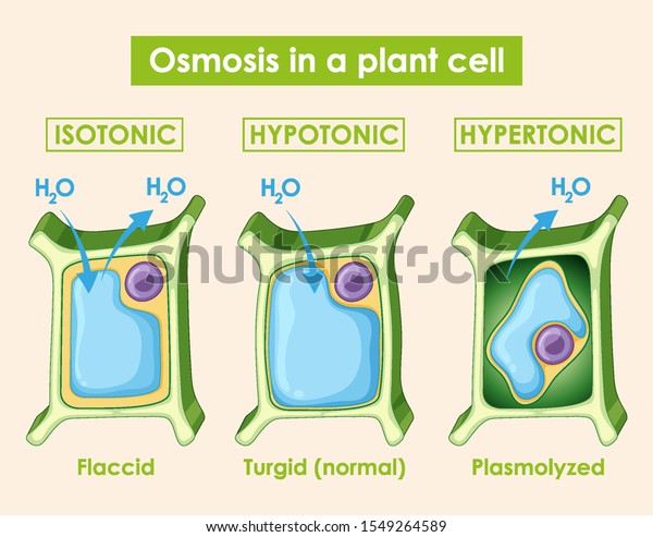 diagram-showing-osmosis-plant-cell-illustration-vetor-stock-livre-de