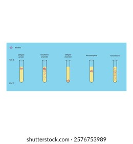 Diagram showing oxgen requirements of prokaryotes - aerobe, facultative and obligate anaerobe, microaerophile. Simple schematic microbiology illustration.