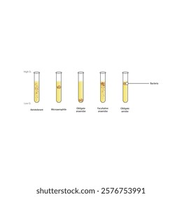 Diagram showing oxgen requirements of prokaryotes - aerobe, facultative and obligate anaerobe, microaerophile. Simple schematic microbiology illustration.